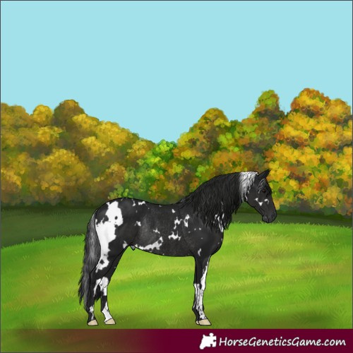 Horse Color:Gray White Spotted Black Rabicano 