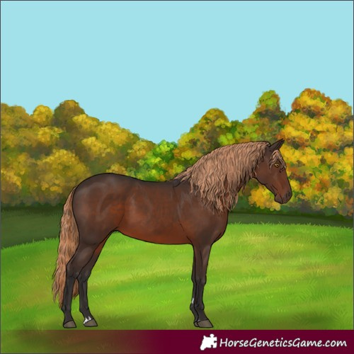 Horse Color:Liver Chestnut Rabicano
