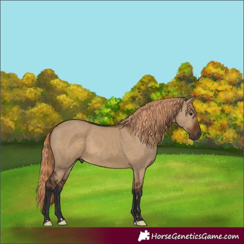 Horse Color:Gray Liver Red Dun Rabicano 