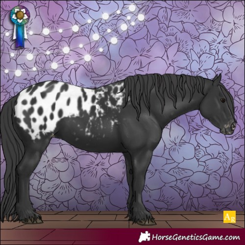 Horse Color:Black Appaloosa Rabicano 