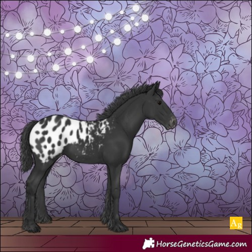 Horse Color:Black Appaloosa Rabicano 