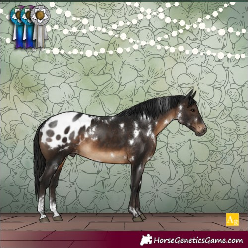 Horse Color:Gray White Spotted Brown Sabino Appaloosa Rabicano 