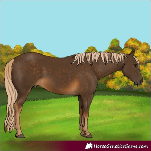 Horse Color:Chocolate Palomino 