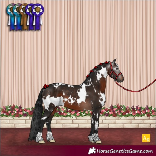 Horse Color:Gray White Spotted Brown 