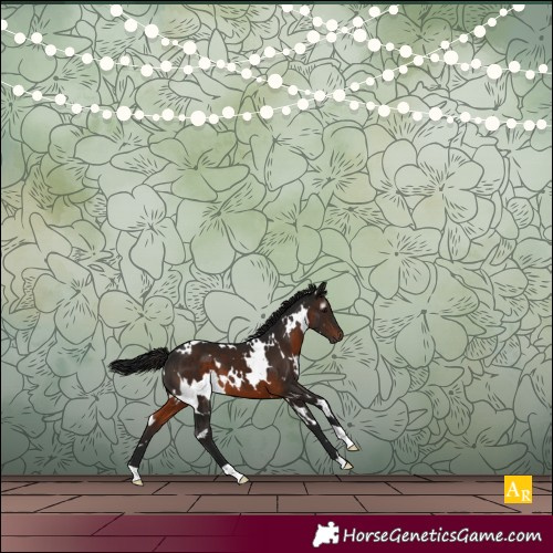 Horse Color:Gray White Spotted Brown