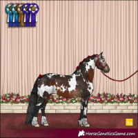 Horse Color:Gray White Spotted Brown 