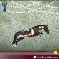 Horse Color:Gray White Spotted Brown 