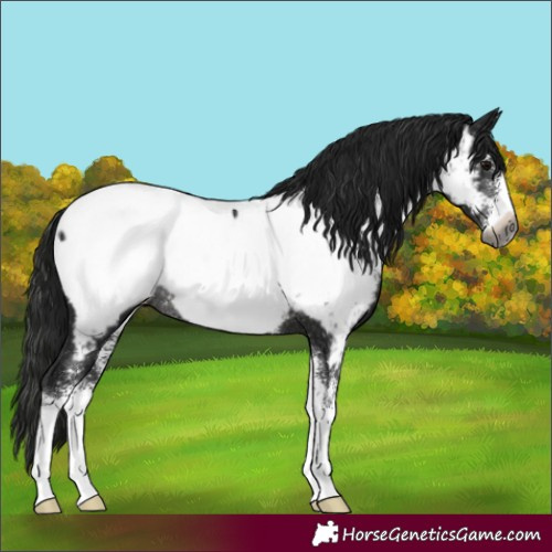 Horse Color:Gray Black Sabino Appaloosa Rabicano 