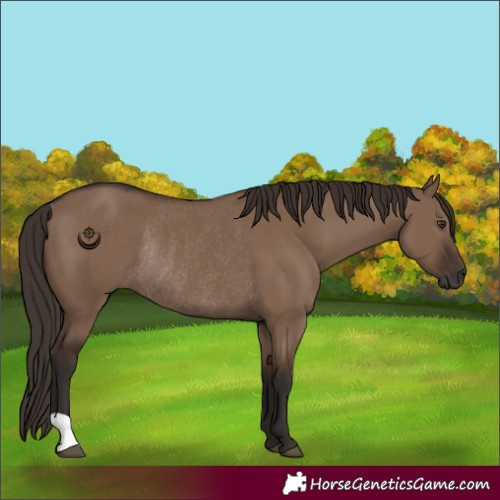 Horse Color:Liver Red Dun Rabicano 