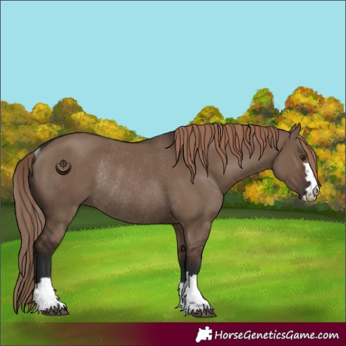 Horse Color:Liver Red Dun Rabicano