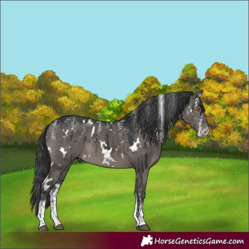Horse Color:Powder White White Spotted Grullo Brindle