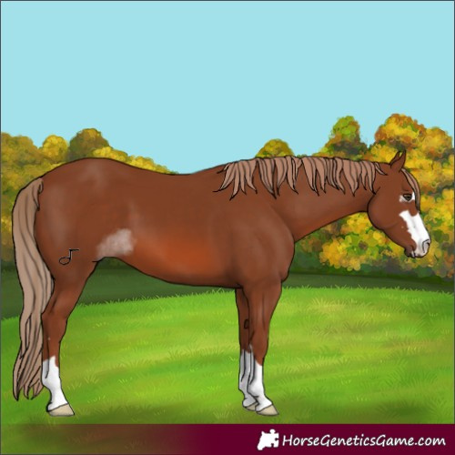 Horse Color:Chestnut 