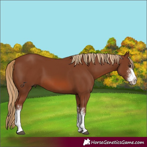 Horse Color:Chestnut Sabino 