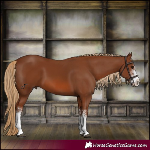 Horse Color:Chestnut Sabino 