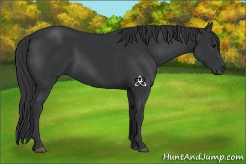 Horse Color:Black 
