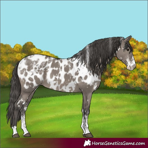 Horse Color:Powder White White Spotted Grullo Appaloosa 