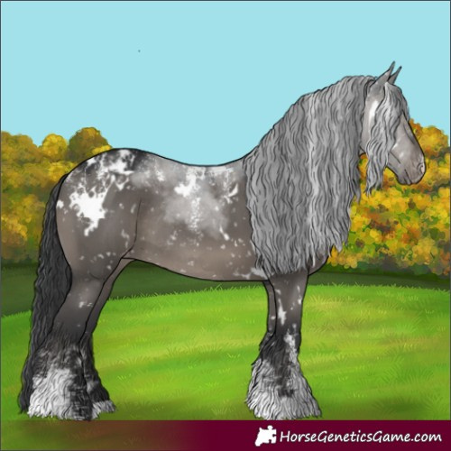 Horse Color:Powder White White Spotted Grullo Appaloosa Rabicano 
