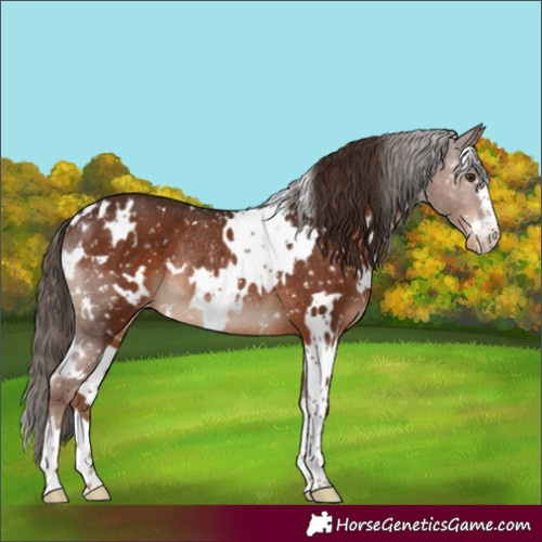 Horse Color:White Spotted Liver Chestnut Appaloosa Rabicano