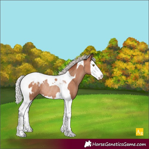 Horse Color:Silver Sable Champagne Splash Tobiano Appaloosa Rabicano