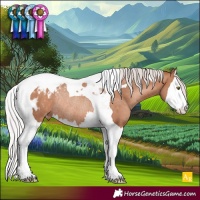 Horse Color:Silver Sable Champagne Splash Tobiano Appaloosa Rabicano 