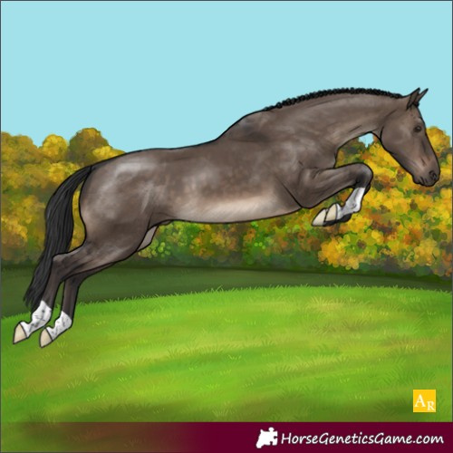 Horse Color:Brown Dun 