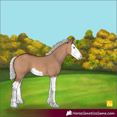 Horse Color:Silver Bay Dun Splash 