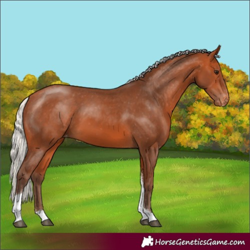 Horse Color:Silver Bay Tobiano Appaloosa 