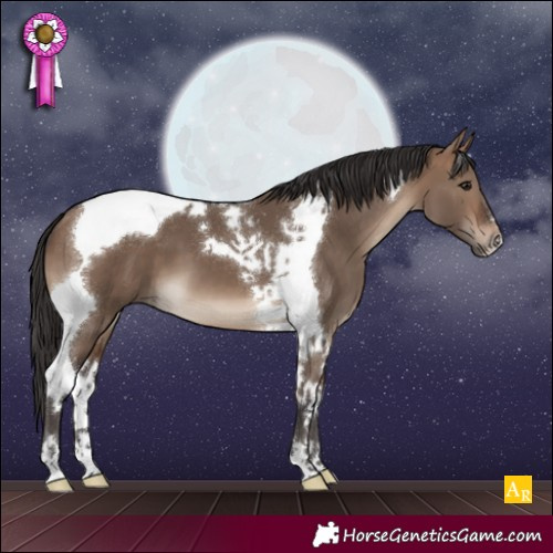 Horse Color:Brown Dun Tobiano 