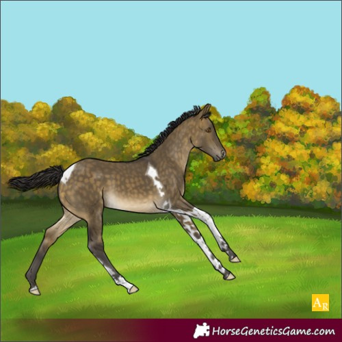 Horse Color:Buckskin Dun Tobiano 