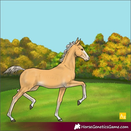 Horse Color:Palomino 