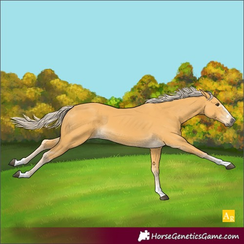 Horse Color:Palomino