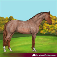 Horse Color:Red Roan 