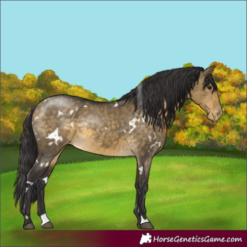 Horse Color:White Spotted Buckskin Dun Appaloosa Rabicano