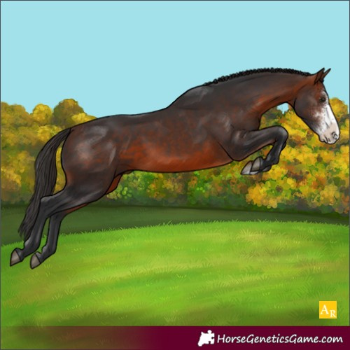 Horse Color:Bay Sabino Rabicano