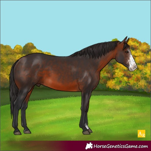 Horse Color:Bay Sabino Rabicano