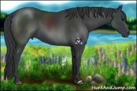 Horse Color:Black 