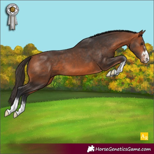 Horse Color:Bay Appaloosa 