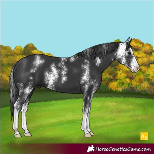 Horse Color:Black Sabino