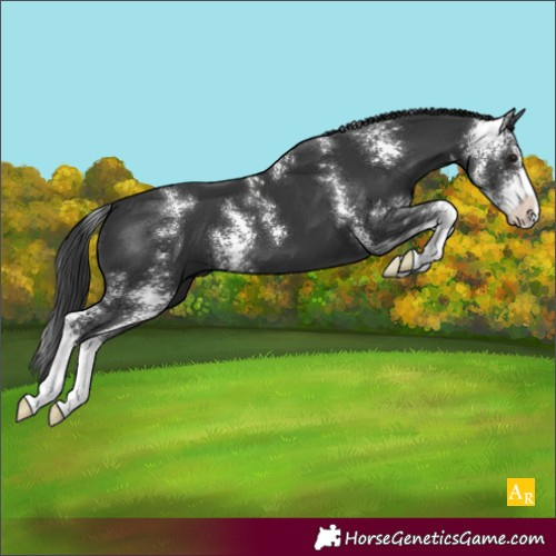Horse Color:Black Sabino 
