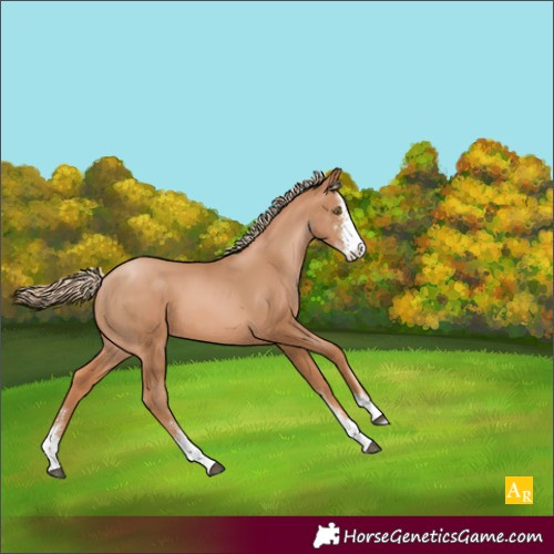 Horse Color:Chestnut Pearl Sabino 