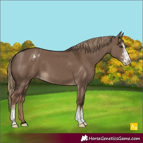 Horse Color:Liver Red Dun Sabino Appaloosa