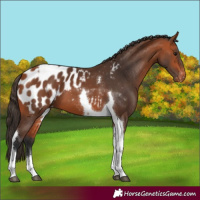 Horse Color:Bay Tobiano Blanket 