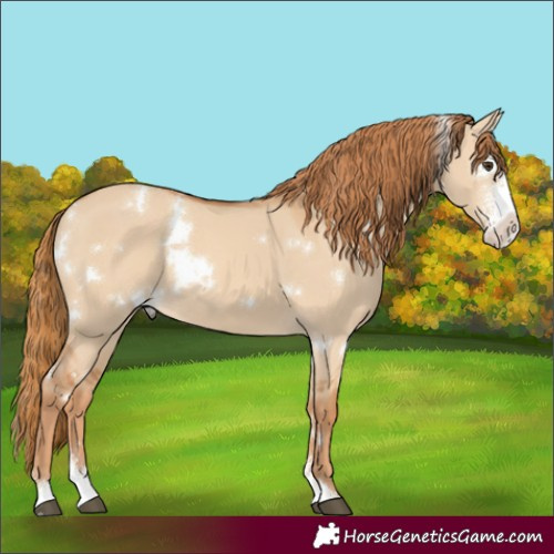 Horse Color:White Spotted Red Dun Sabino
