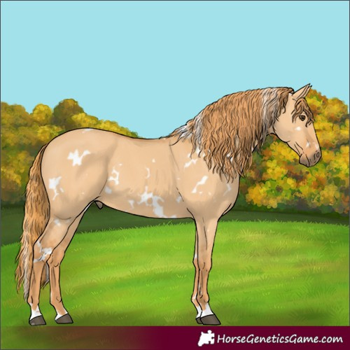 Horse Color:White Spotted Red Dun 