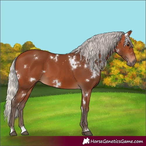 Horse Color:White Spotted Silver Bay