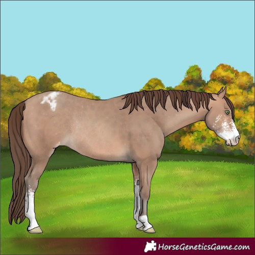 Horse Color:Amber Champagne Sabino Appaloosa Rabicano 