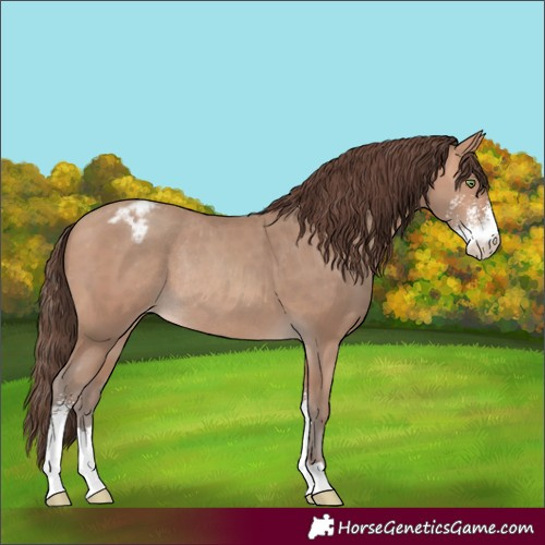 Horse Color:Amber Champagne Sabino Appaloosa Rabicano 