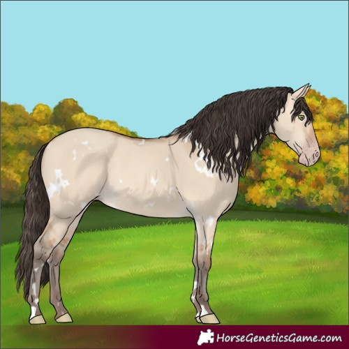 Horse Color:White Spotted Amber Champagne Dun 