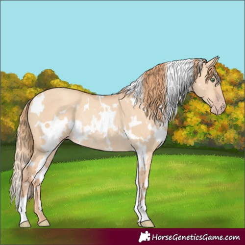 Horse Color:White Spotted Gold Champagne Dun Rabicano
