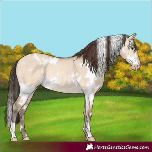 Horse Color:White Spotted Amber Champagne Dun Rabicano 